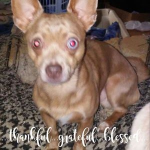 Meet your Posher, Misty